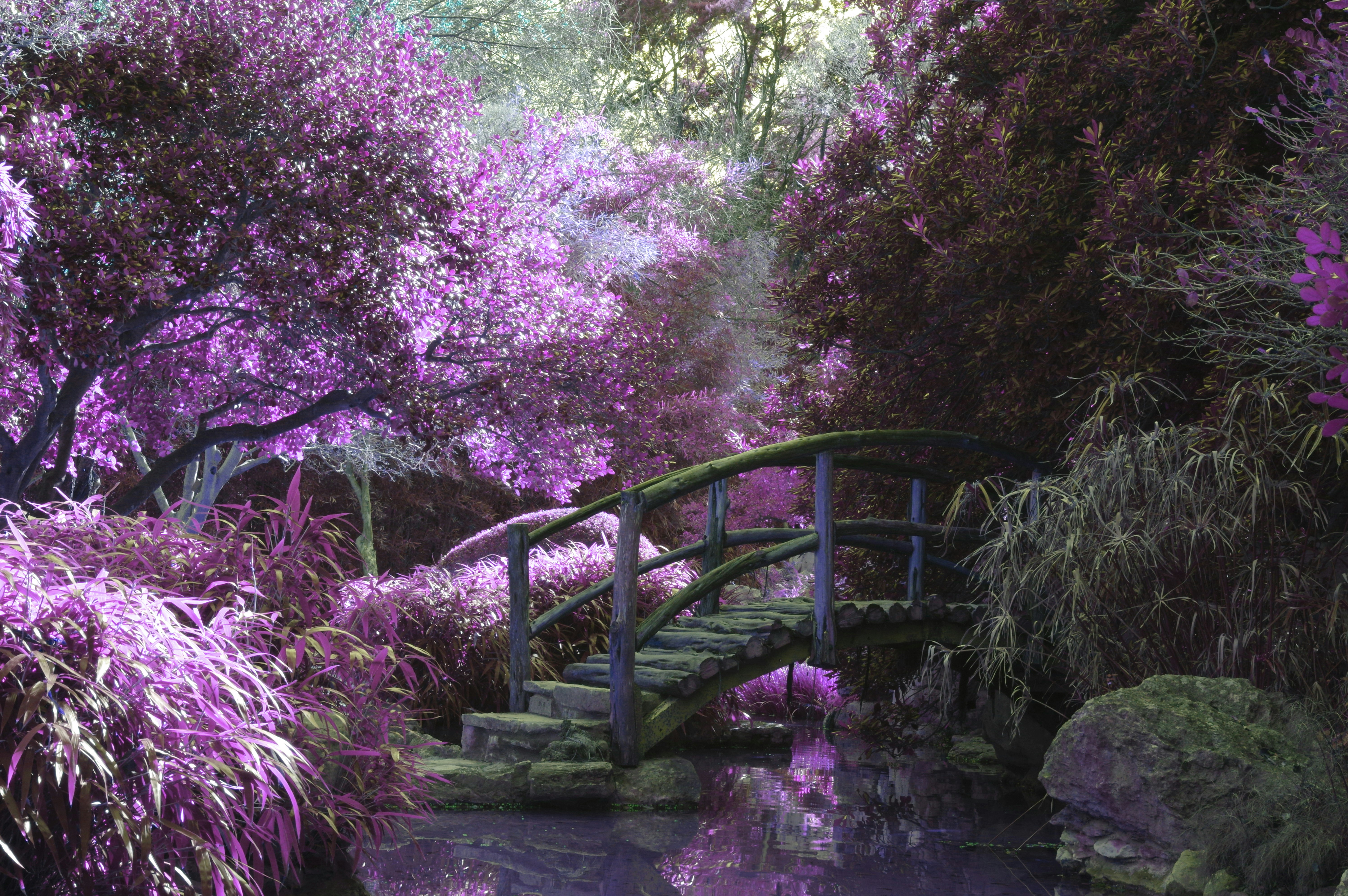 brown wooden footbridge surrounded by pink petaled flowers with creek underneath during daytime